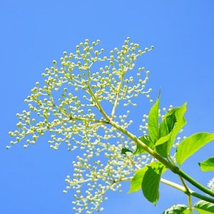 Elderflower a classic natural skincare ingredient for softening skin and creating an even complexion