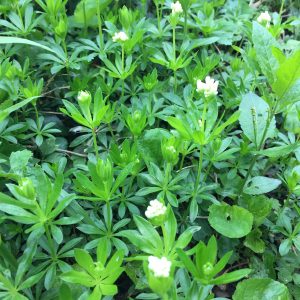 Cleavers - a great skincare plant