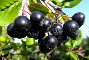 Aronia berries otherwise known as Chokeberries