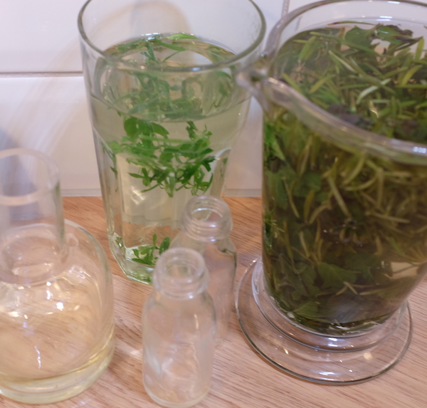 Many of the plants that grow commonly around us can bring vitality to our skincare for example dandelions, cleavers, nettles, plantain and chickweed. Here Laura Pardoe provides recipes for natural skincare using the herbs that grow around plentifully us.