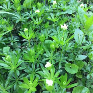 Whorls of sweet woodruff can be detected by their scent