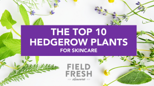 The top 10 plants to gather for making local natural fresh skincare