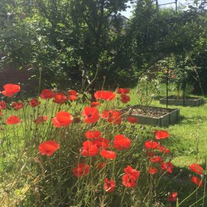 Plum trees and roses thriving beyond the poppies