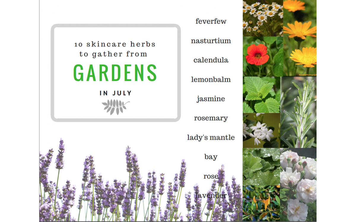 10 skincaere herbs from gardens