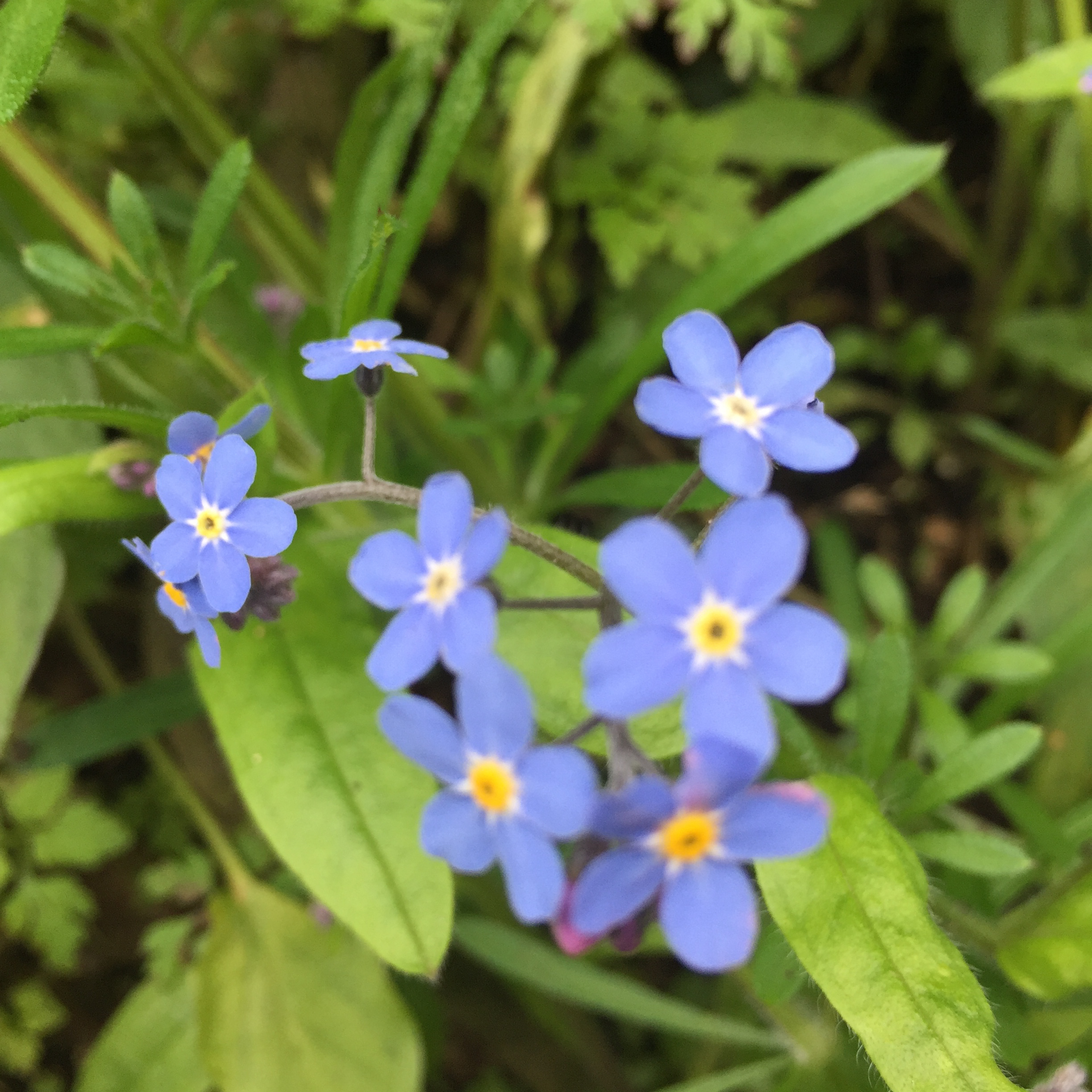 Forget-me-not, spring, flower, skincare