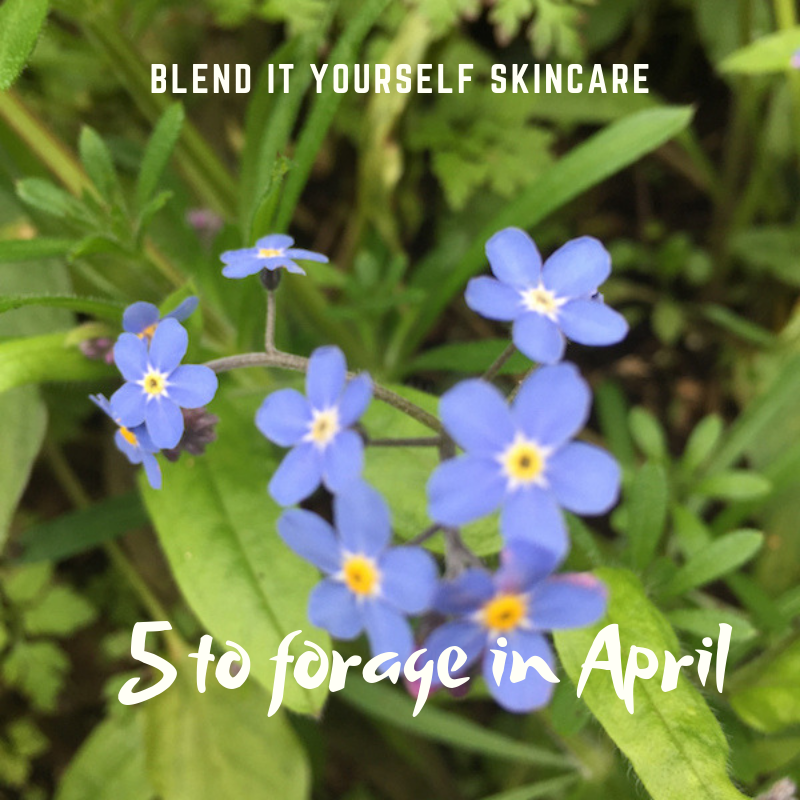 5 plants to forage in April and use in Blend it Yourself Skincare