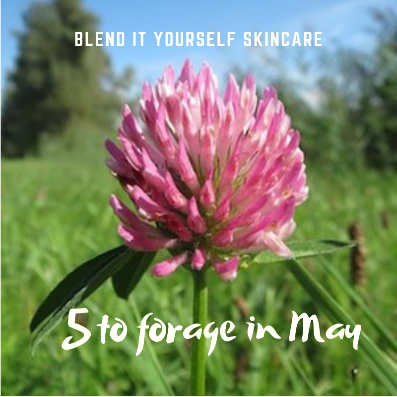 5 common plants that you can gather in May and used in blend it yourself skincare