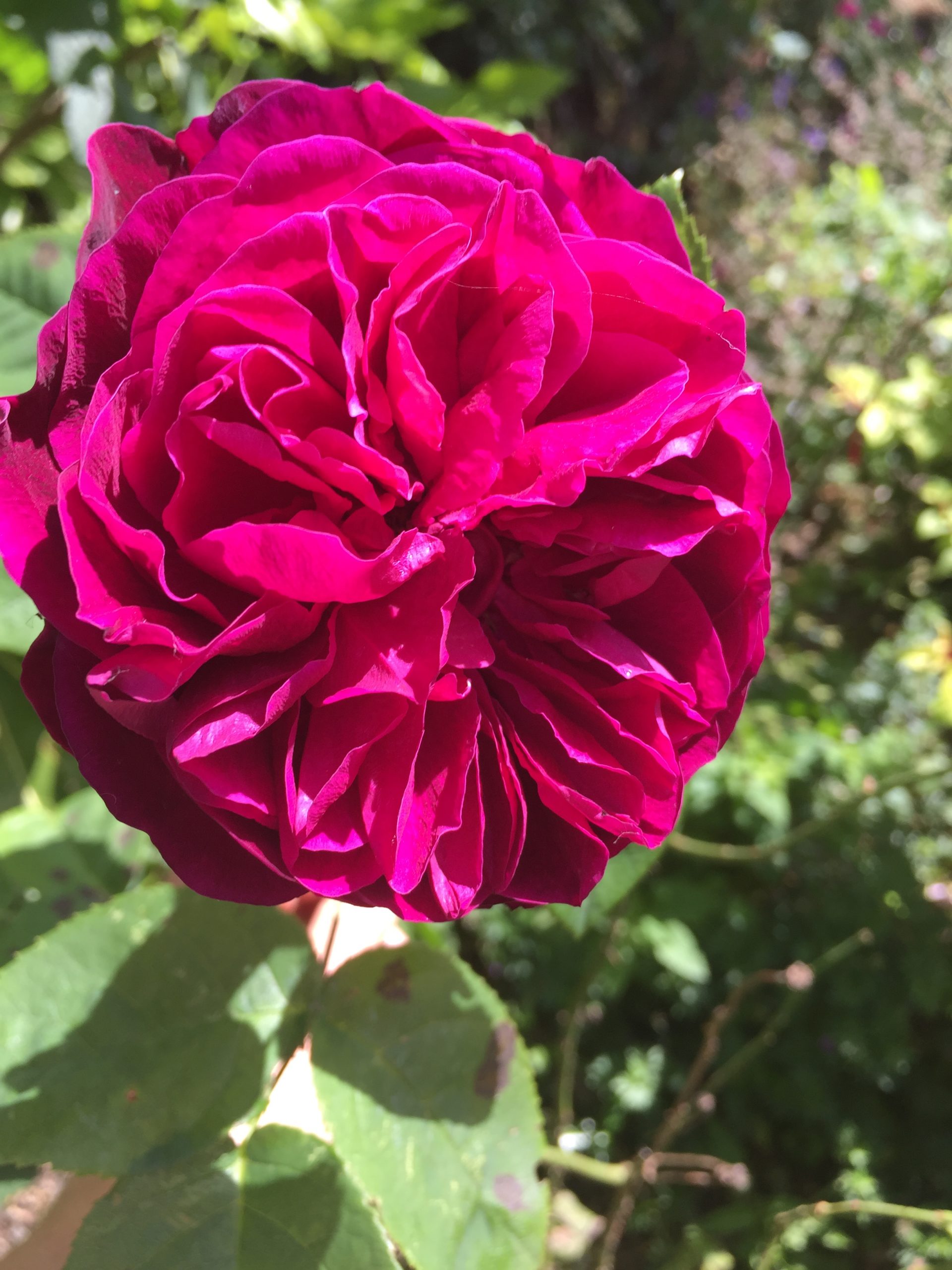 Damask rose is best for use with rosewater