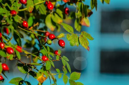 Herb Walk & Tea Tasting - 11:30am - Saturday 20th September